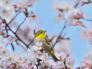 桜コラボ鉄板はやはりサクジロー（健康のありがたさ）