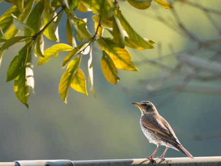 📷Photo Tips｜逆光だって写真表現のチャンス
