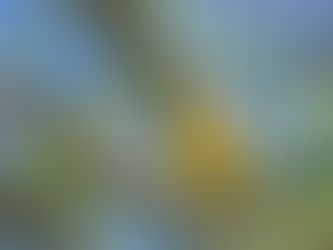 ケニアのホテルで一番多かった野鳥【Archive Photo】