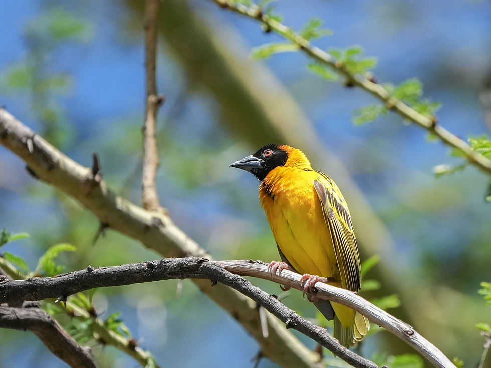 ケニアのホテルで一番多かった野鳥【Archive Photo】