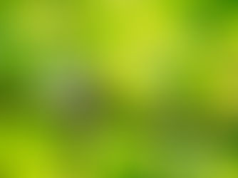 すっかり新緑の季節になったぞ