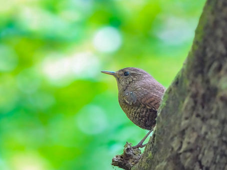 もうちょい姿を見ておきたい【Archive Photo】