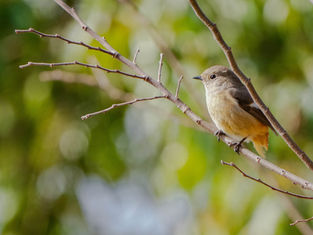 今年はなぜかあまり会えなくて寂しかった【Archive Photo】