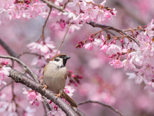 一足先に春爛漫