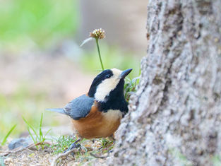 野鳥撮影は最高のマインドフルネス