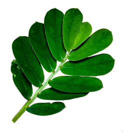 Blatt_frei.png