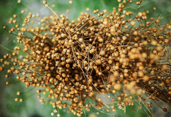 Flax seed pods. Linum (flax) is a genus