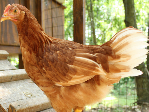 Raising Chickens in Super Wet & Rainy Conditions: A Practical Guide