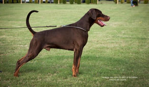 Les Dérives de la Race