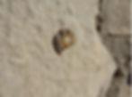 fossile