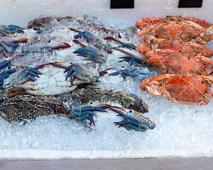 Molluscs & Crustaceans