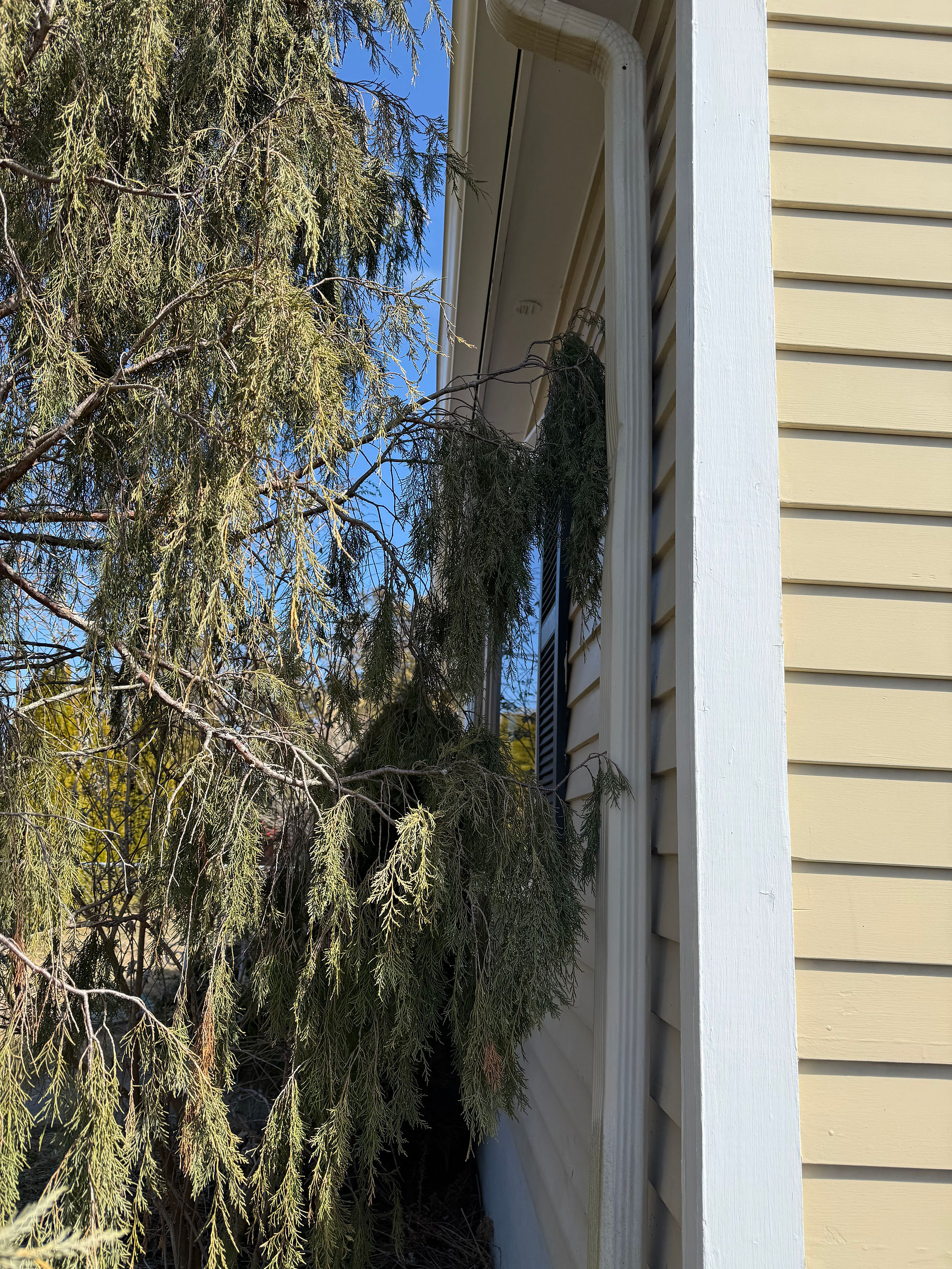 Tree touching along house, possible entry point for carpenter ants