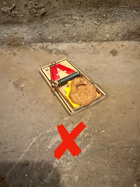 Incorrect way to set up a snap trap for mice