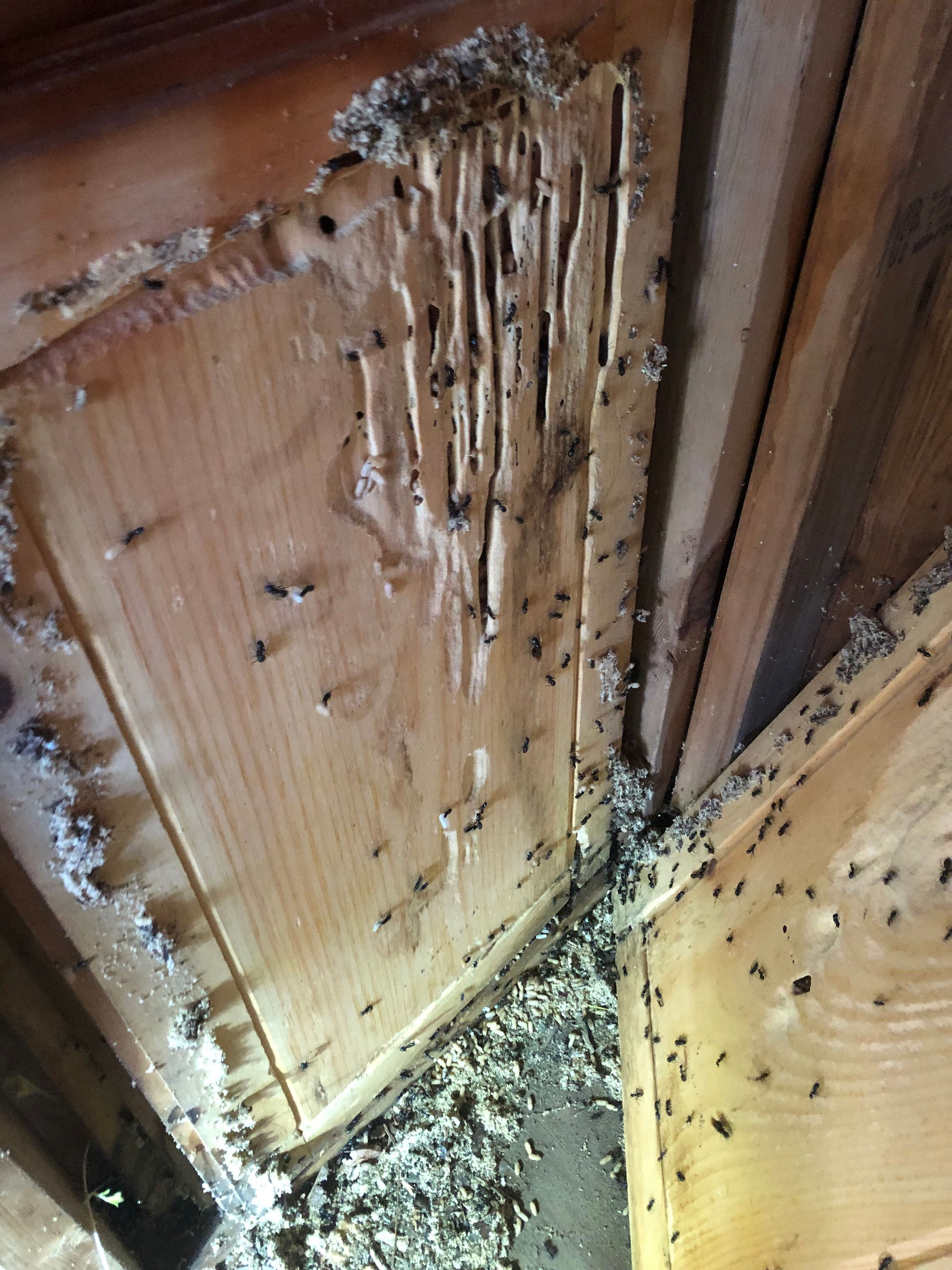 Carpenter ant nest in a cabinet stored in a shed