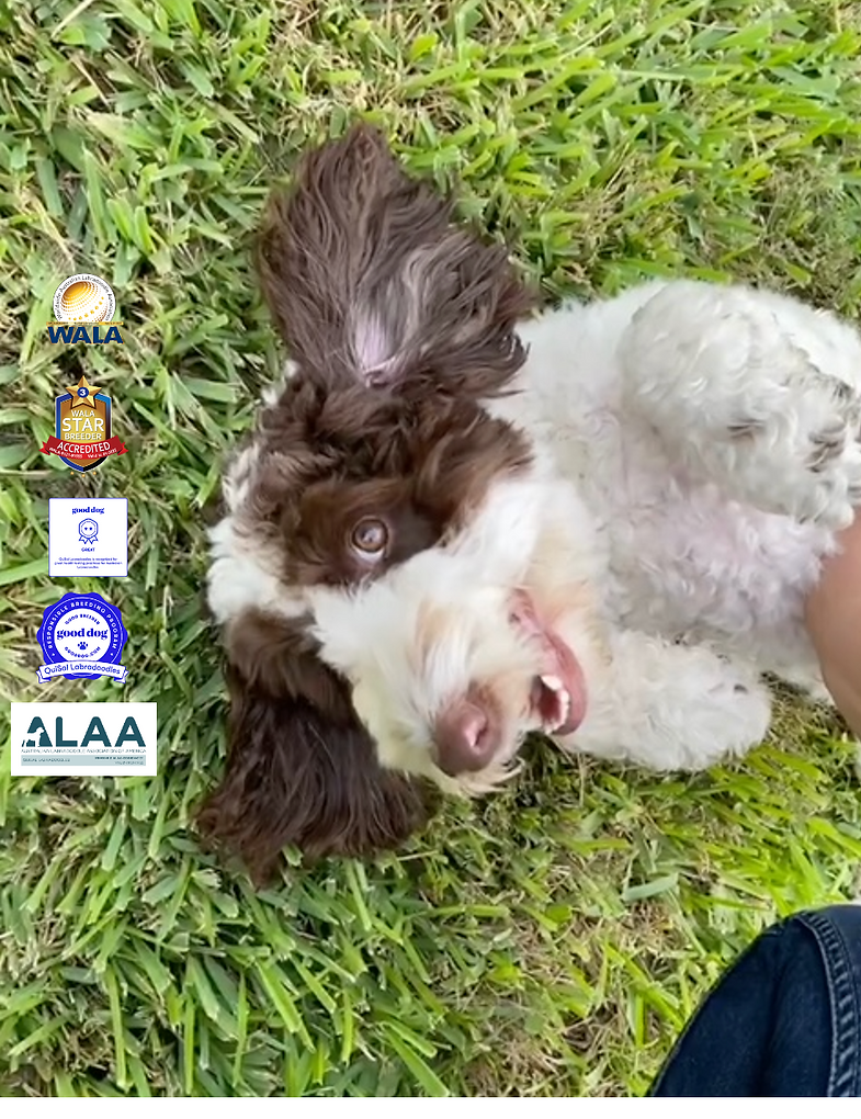 xochie and logos.png