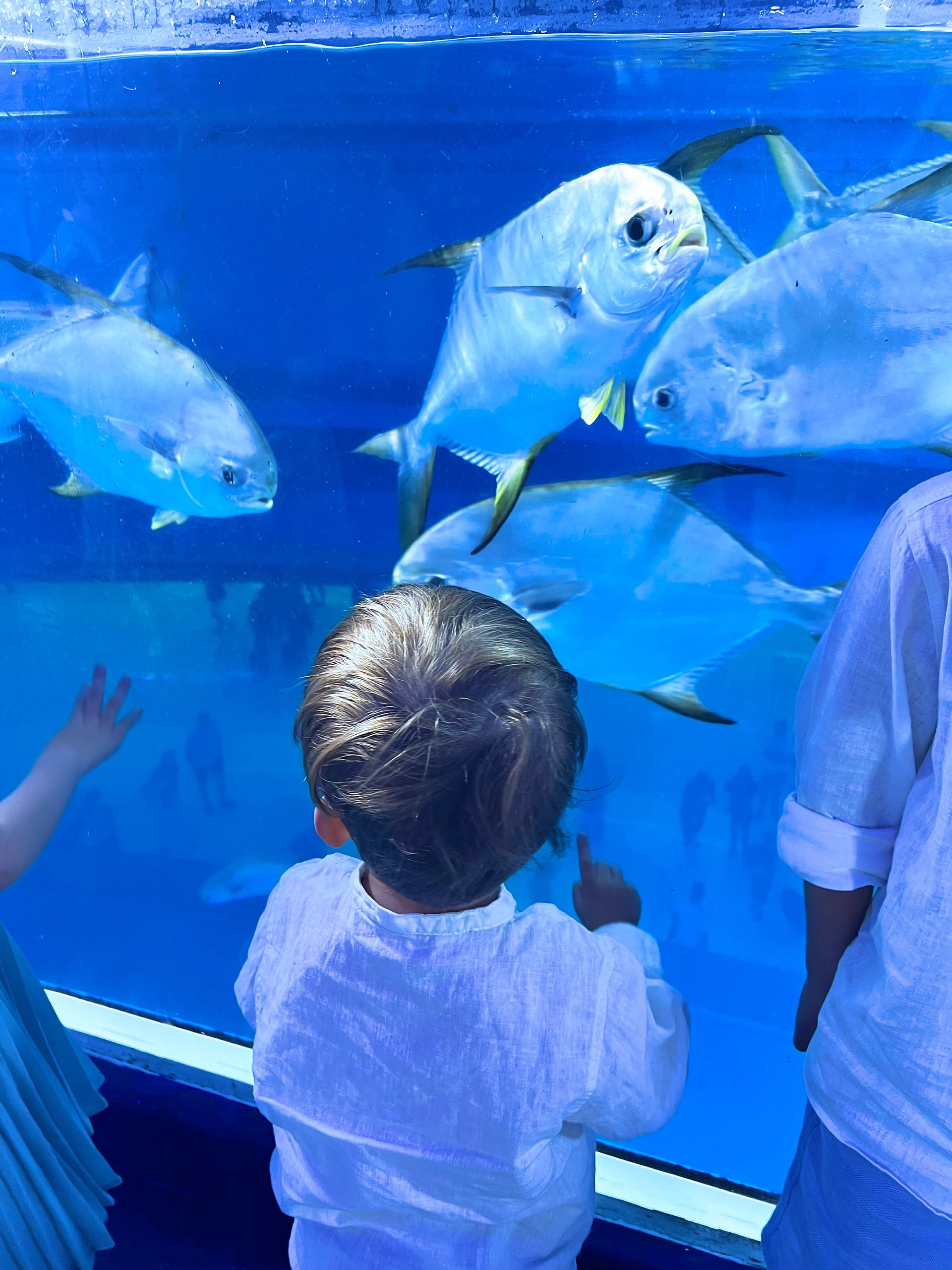 dubai aquarium, ultimate experience with kids