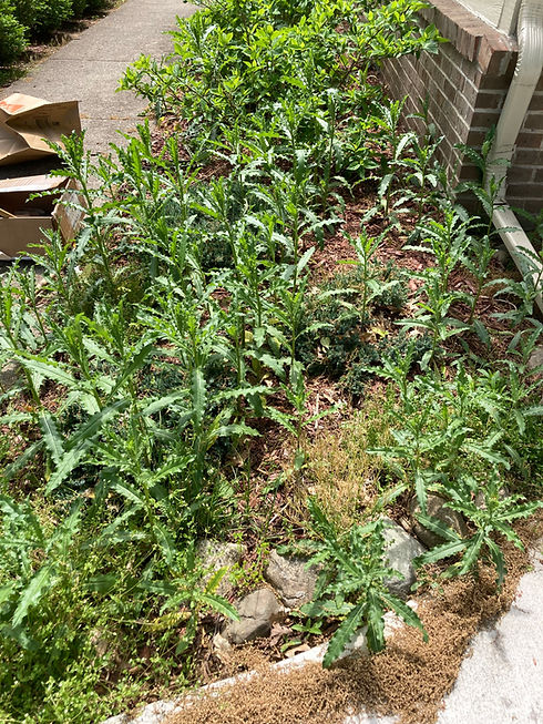 before weeding .jpeg
