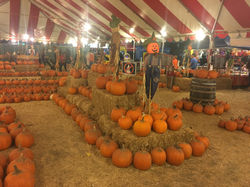Whittier Pumpkin Patch