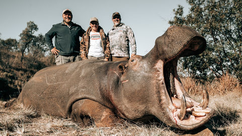 hippo
