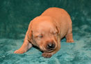 female puppy