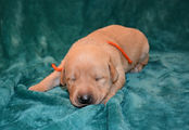 male puppy