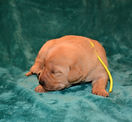 female puppy