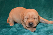 male puppy