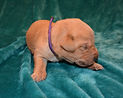 female puppy