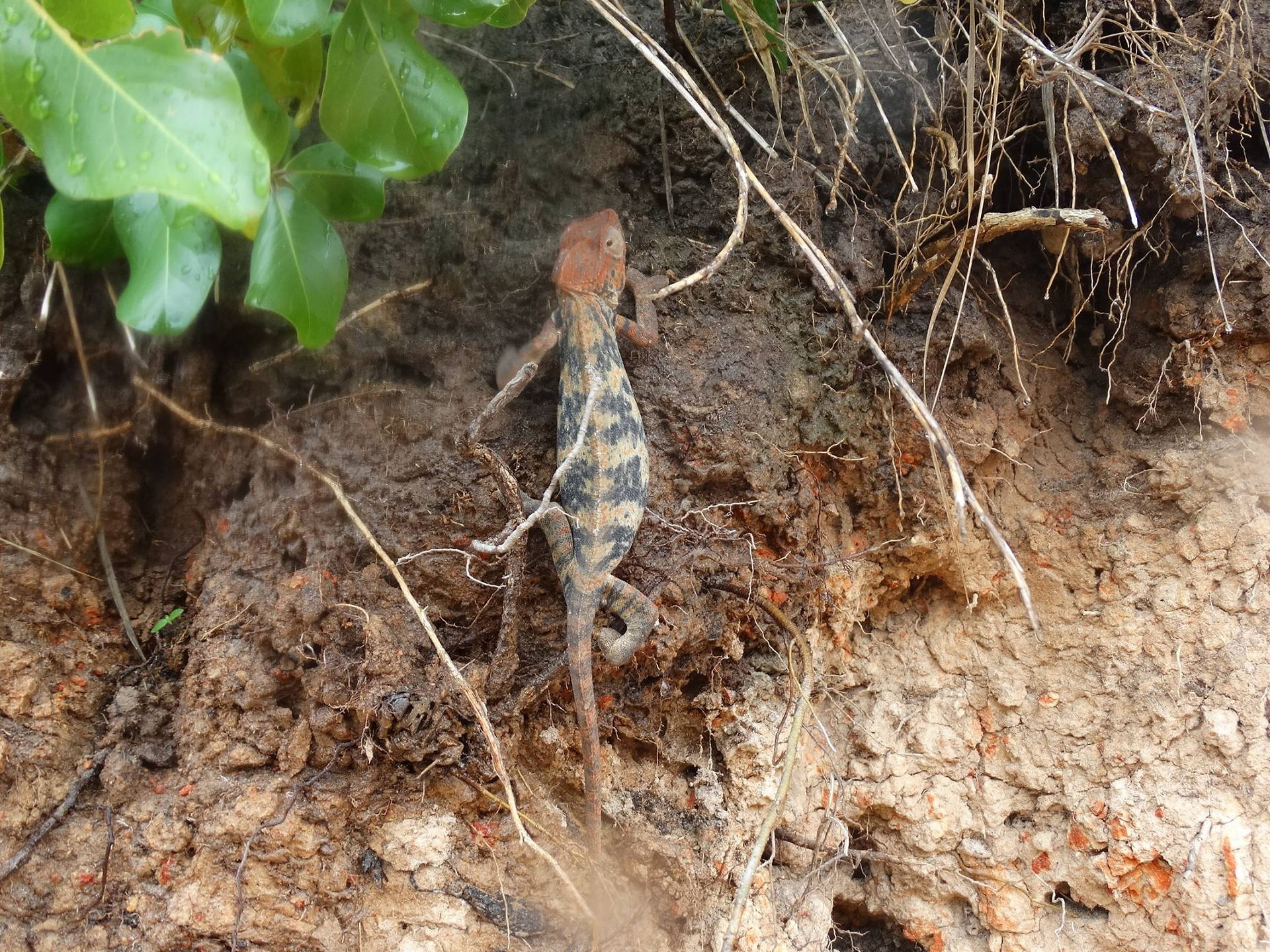 Cameleon