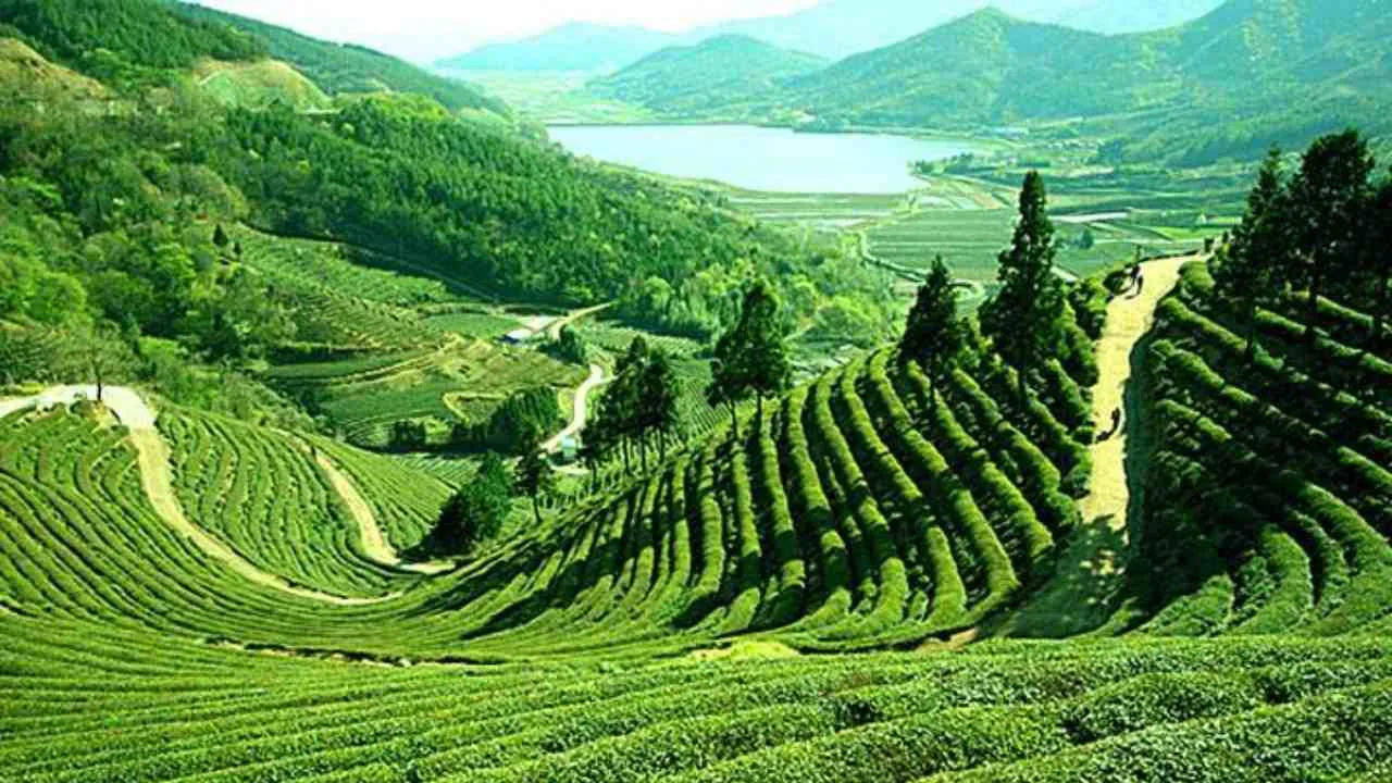 Assam