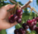 Harvest Cherries (2).png