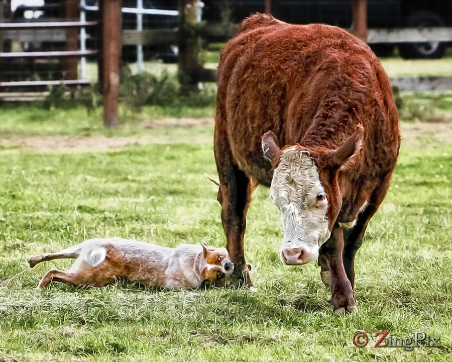 Lifestyle and activity, dog choice