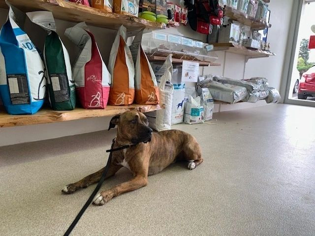 Calm and relaxed dog at the vet