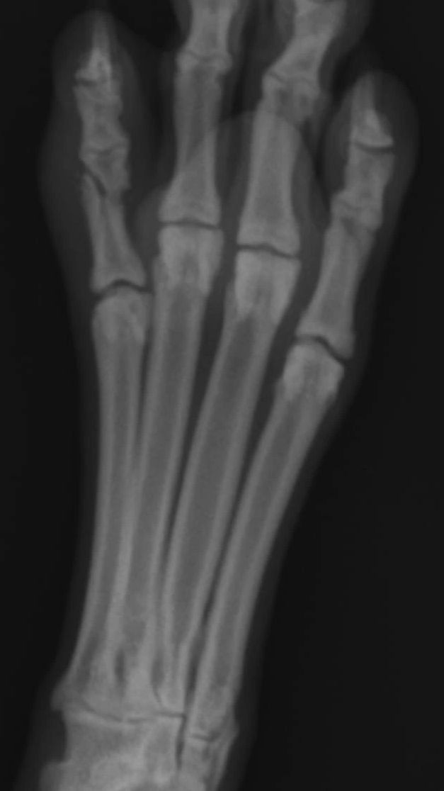 Injury dog training