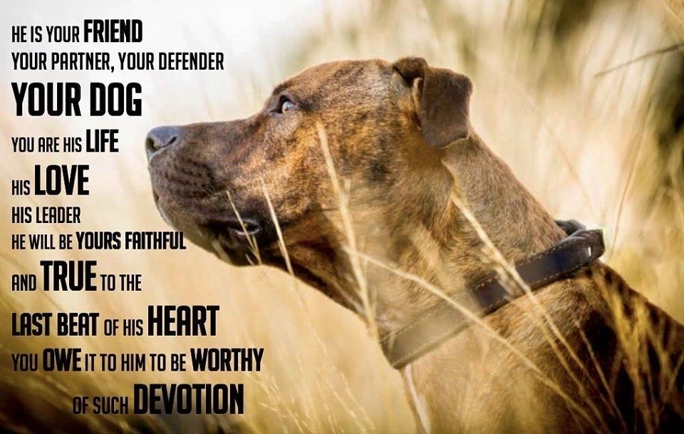 Be loyal to your dog