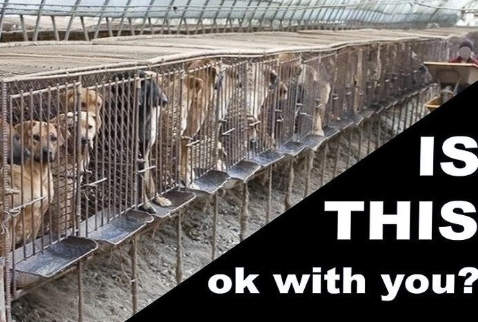 Dog abuse, puppy farming