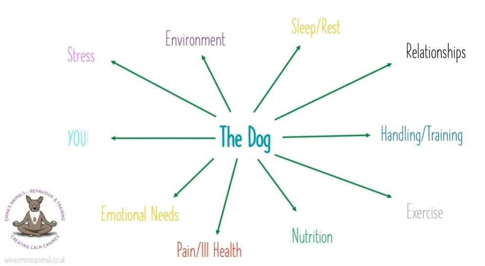How to get a calm dog