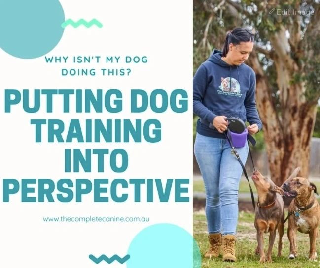 Dog training in perspective, realistic expactations