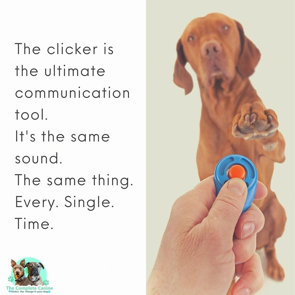 Clicker training aids communication in dog training