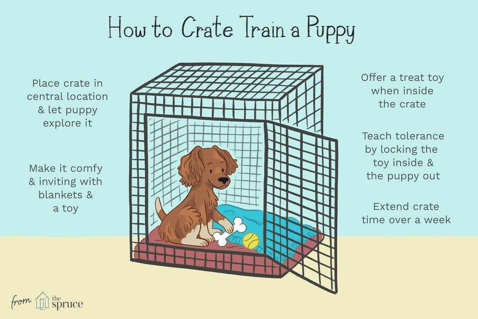How to crate train a puppy
