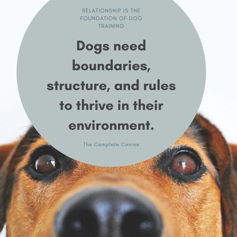 boundaries structure and rules for your dog