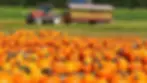 A field of vibrant orange pumpkins with a red tractor and striped trailer on a sunny day, set against a backdrop of trees and farmland.