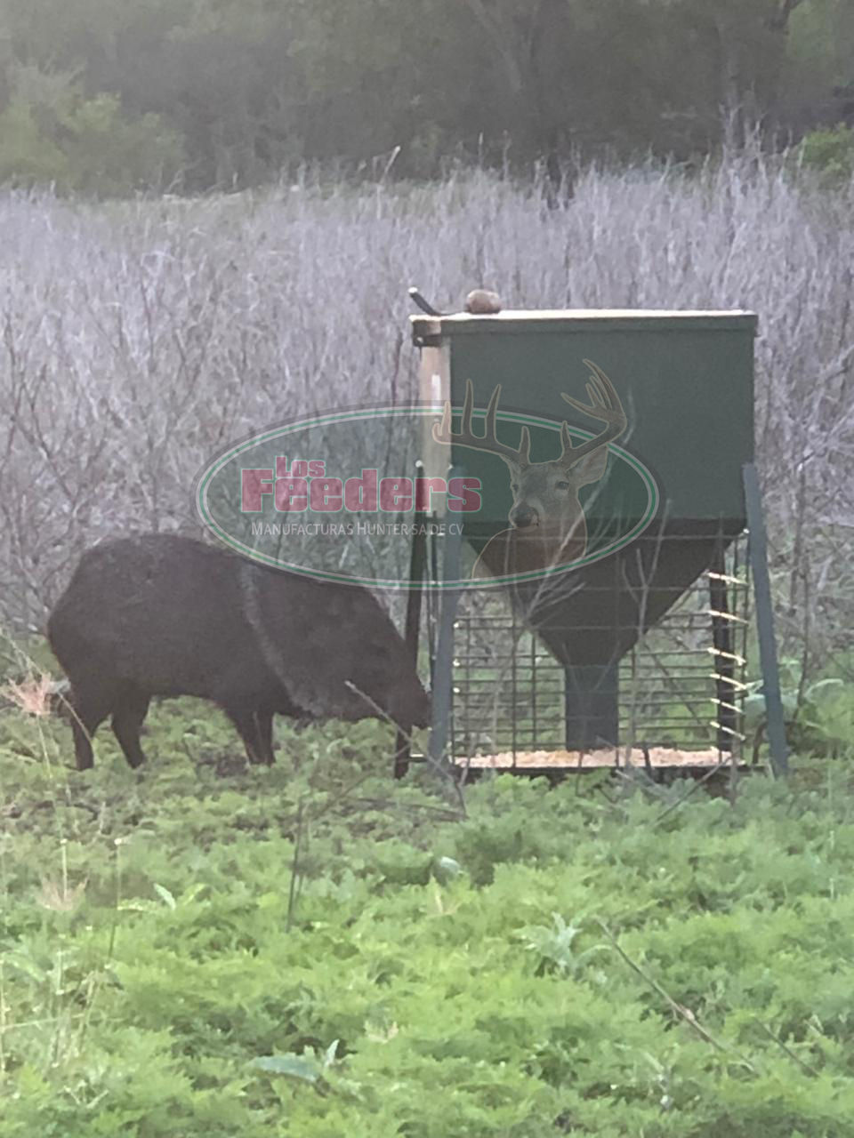 Miniaturbild: Futterautomat für Truthahn- und Wachtelvögel,
