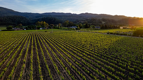 Revelette Estate Vineyard Napa Valley.jpg