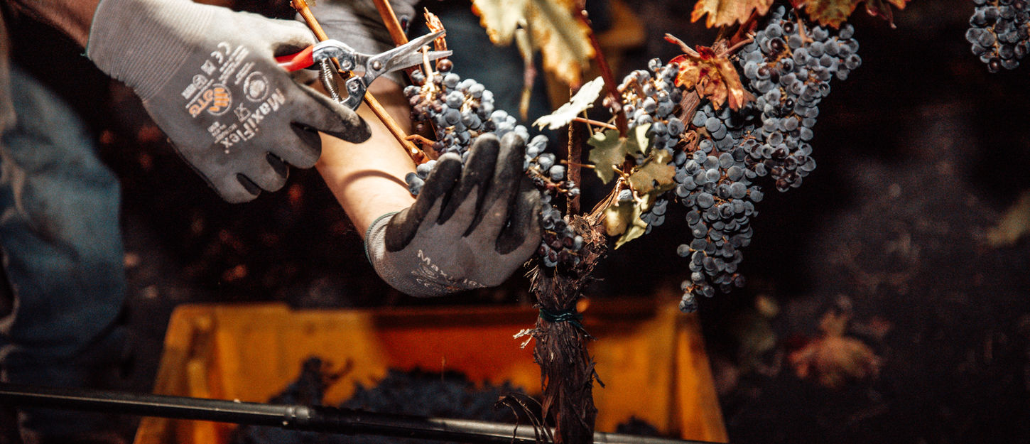 Harvesting Revelette Wines