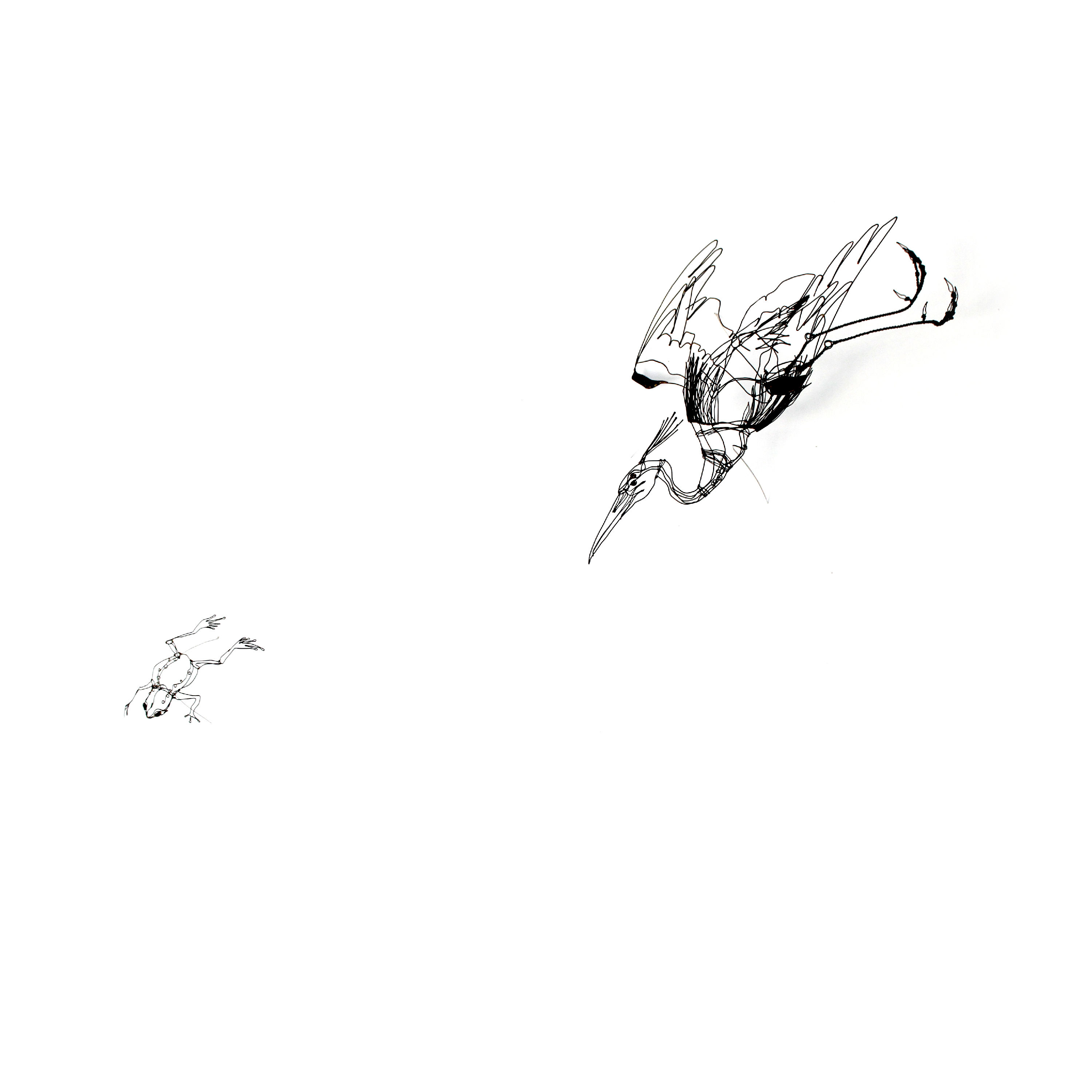 Diving Heron and Frog