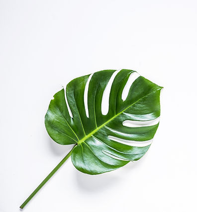feuille