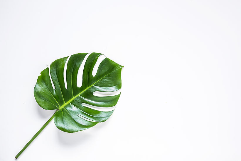 Monstera Leaf Closeup