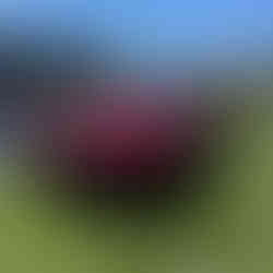 Ferrari at Casa Ferrari detailed at Pebble Beach by Robust Paint Protection & Auto Detailing Red collector