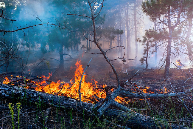 wildfire-cover-2.jpg